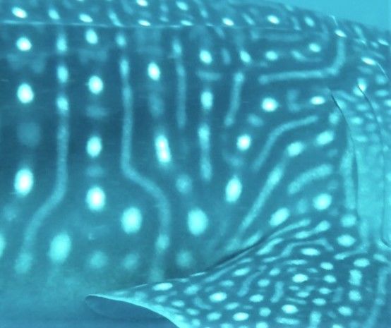 8ca47811-fe15-4e0e-bb44-80fcf14e02cf