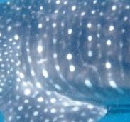 56c5dca4-ea87-4f11-aa5a-776c7073c608