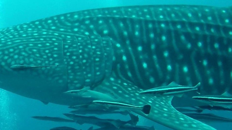 969b9ce1-b872-4c3d-884a-37a5bd38f1a7