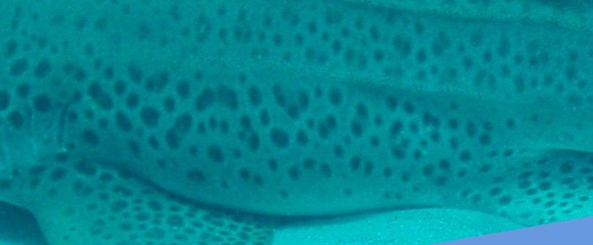 61c3d1c4-6928-4842-b70b-b36149abba1c