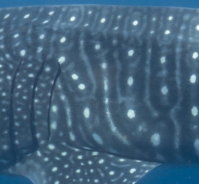 0be627e1-0bca-4231-98ad-74a8112100f5