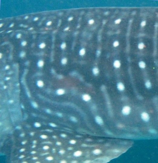 a52dd046-c8f6-4952-98a7-2a924e46f774