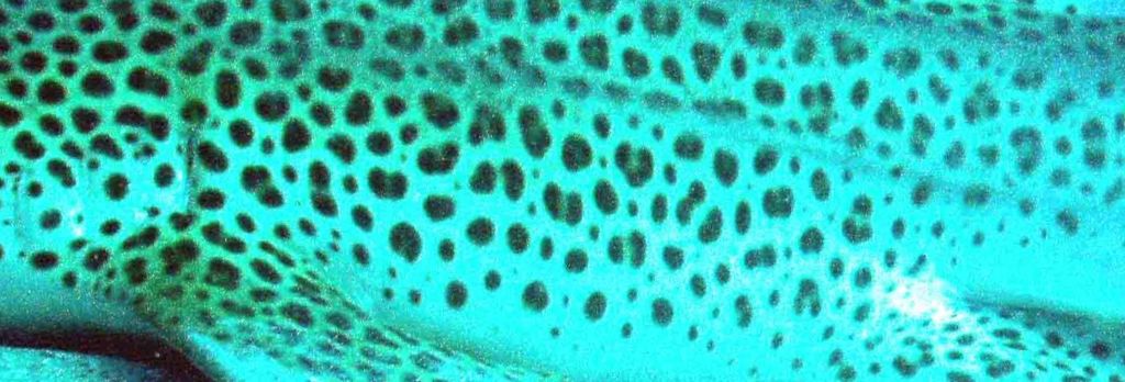 e8ad82ba-ab2a-480f-908e-c777d6031714