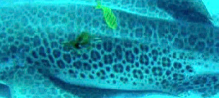 ddc449e8-ea30-4304-a500-cc1629819e28