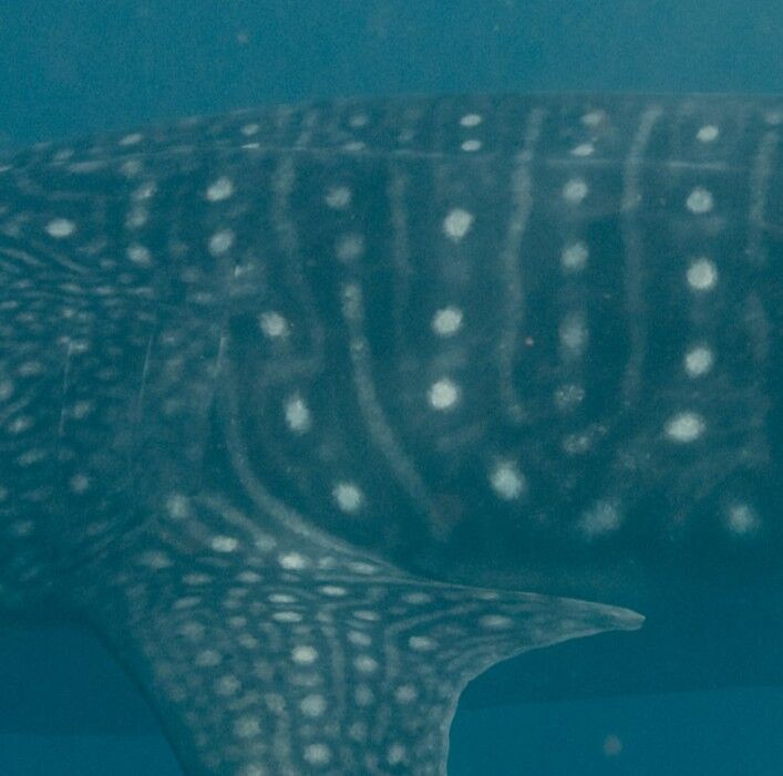 c9b0597c-9ca2-4d1b-a8b0-302aa7030662