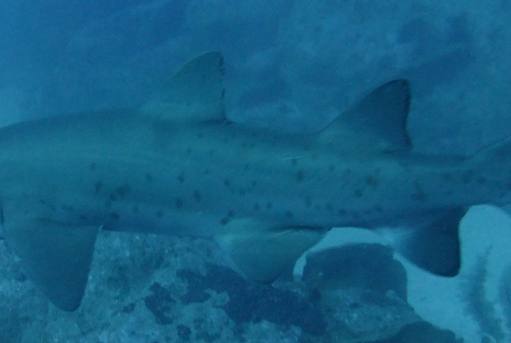 c3f6acda-0f64-459b-8dff-5a65927873de