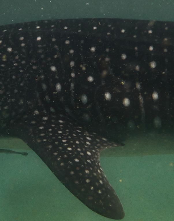 44ca8a10-3491-48be-9c70-e95d24a28527