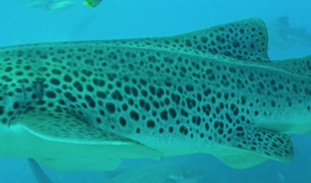 f0c4e632-4235-463a-8b6a-cdf61c20de40