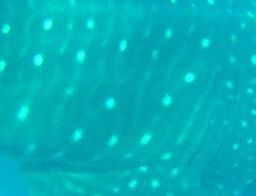 1de273cb-b86f-4b26-a79d-6205fea73ff6