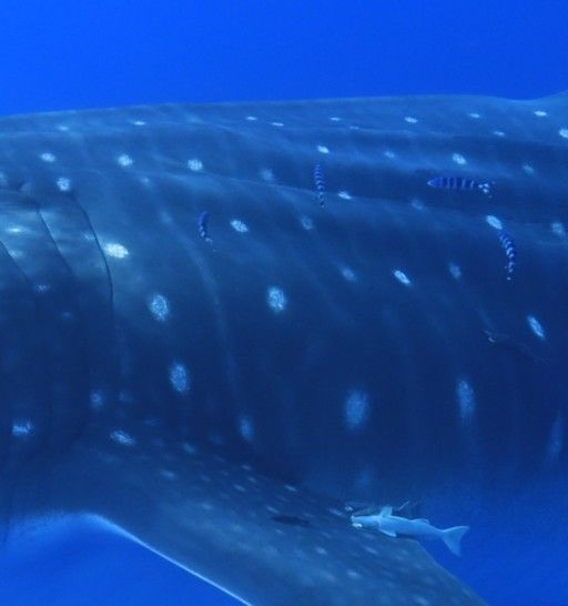 7a7fbe43-ee0a-4a4e-a389-2341a0131e5a