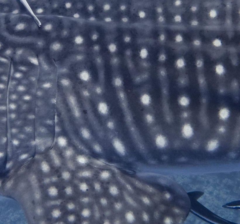 88838124-d879-4512-b61a-c29bfaf57b17