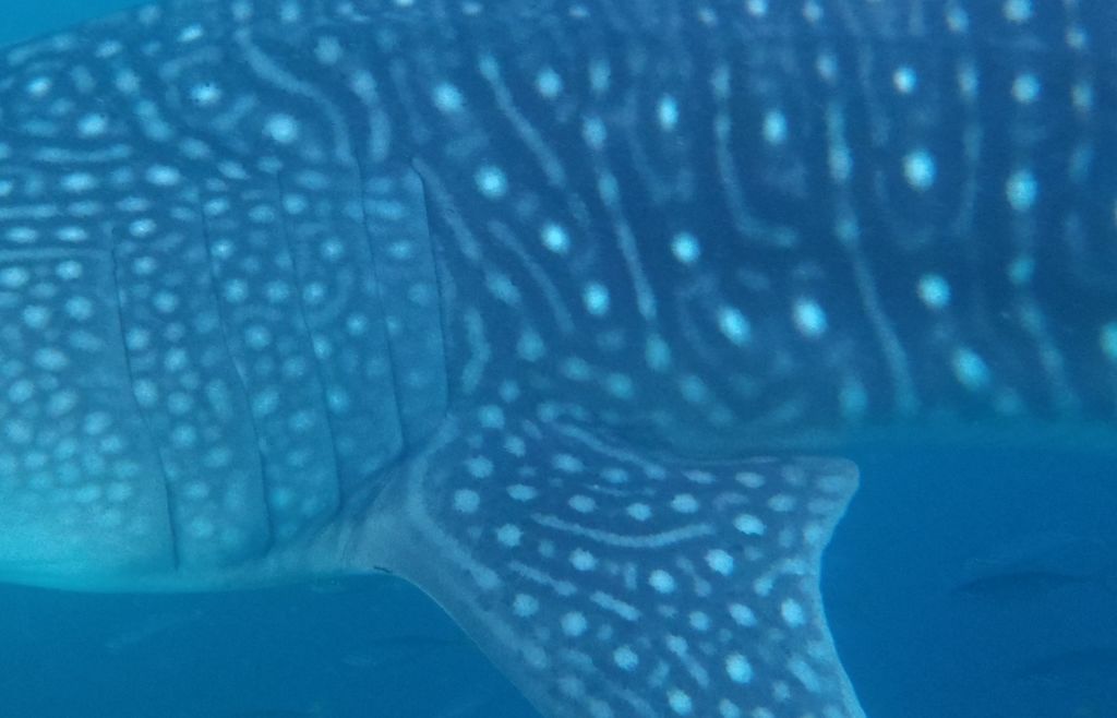 e125bd6c-4d82-4df3-9a6d-bf52245c136c