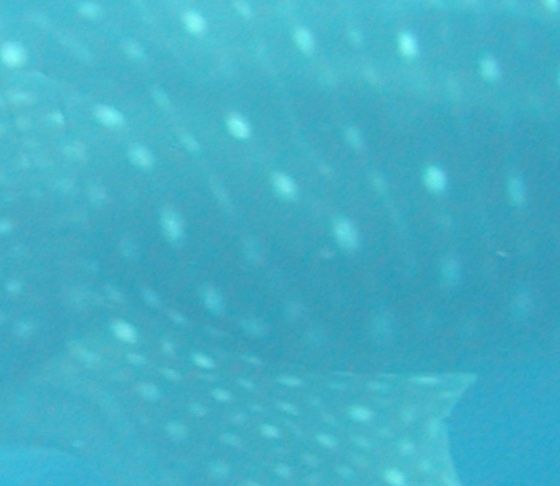 680f3691-9fc9-4421-8290-79c1e7dec875