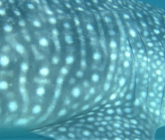 63bf748a-8e44-41f2-b613-0a754f72f684