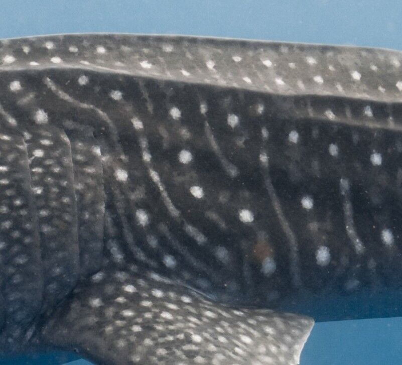 f20a5ba4-4f60-450b-ae18-154c51cd360e