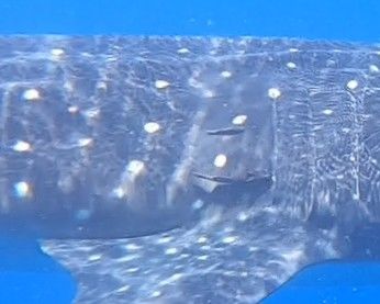 24756729-b16d-4ec5-abb0-8f8d76c296a3