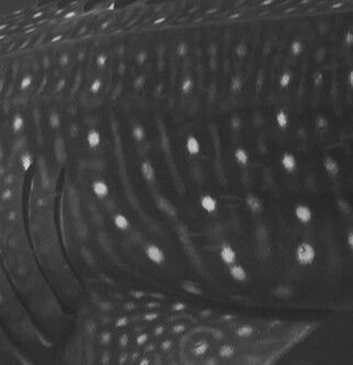 9c91670b-9e9b-491d-bcaf-4917c54bae6b