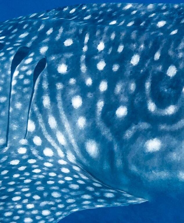 5ca0b4ee-97fa-4915-a62d-d2482a4ef4a9