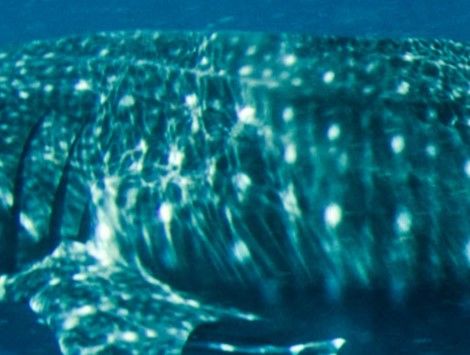 caf8f3e9-7ca0-4ea8-a5a7-e7c089444100