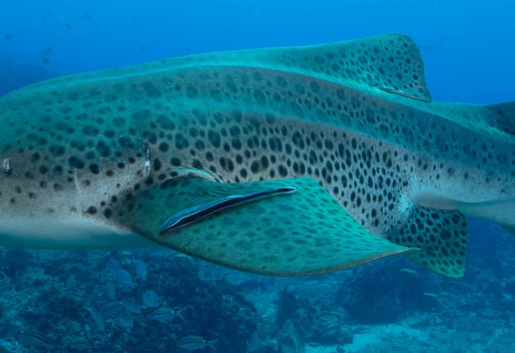 def160d5-53cc-4c7c-95cd-6ca48154bae2