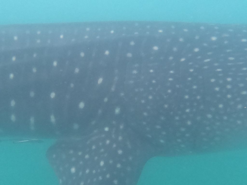 adba08f3-9e2d-4bf8-8339-86c5c805df5d