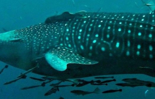 044c1fb0-ef49-4780-8f81-23db39115873