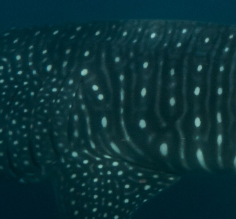 0be627e1-0bca-4231-98ad-74a8112100f5