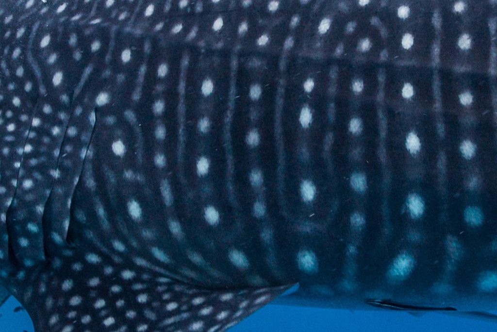 ec861836-069d-4ee6-a81e-dce849123047