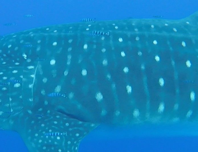 6729c603-c77c-4e18-929c-dcfa6e1f27a2