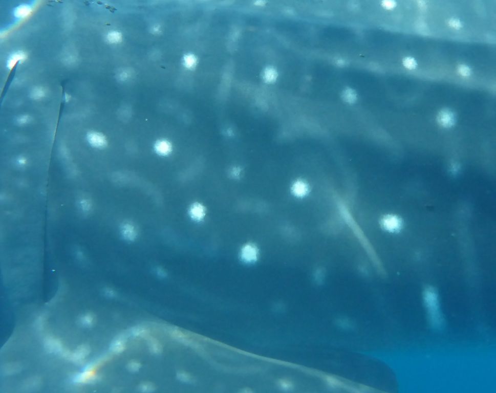 96f06f32-87e9-4c08-b447-667a4069ea49