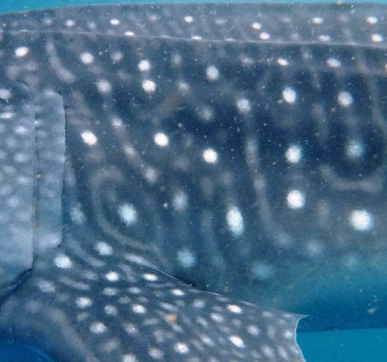 e28b2e31-7192-45ed-a0fb-6013c976f22c