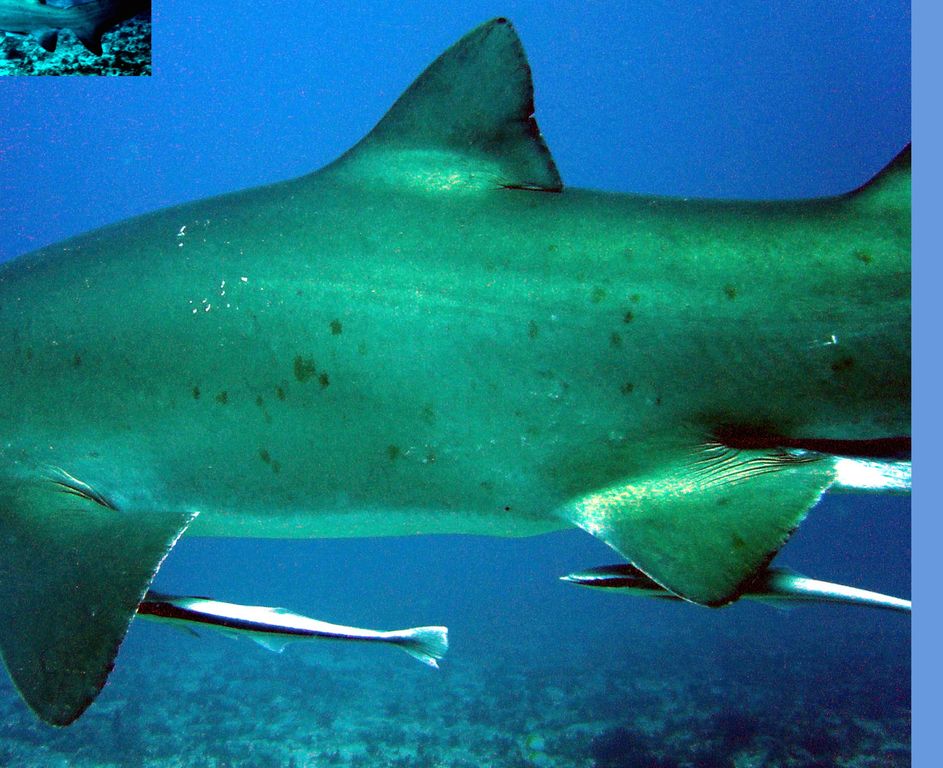 0585f36b-fe39-4dd8-a40f-09cac592010c