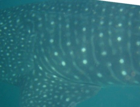 3dd0c0f9-8185-4153-9458-2d20d9886903