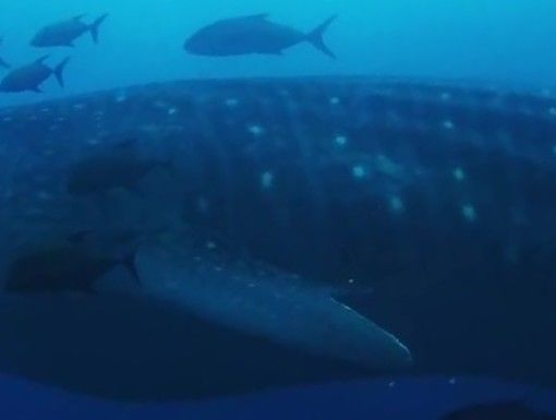 5b27d32d-7780-45fb-9374-8bec97c6b66b