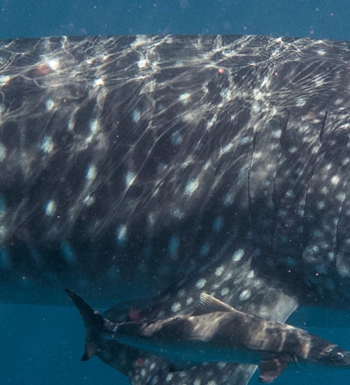 ca6324f1-1144-4d3a-8f7d-a9fd41d03c73