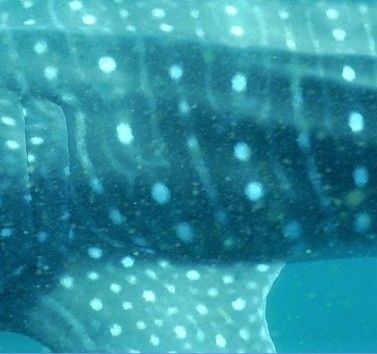 9c1b4231-86c5-417a-932c-d518215f43e1