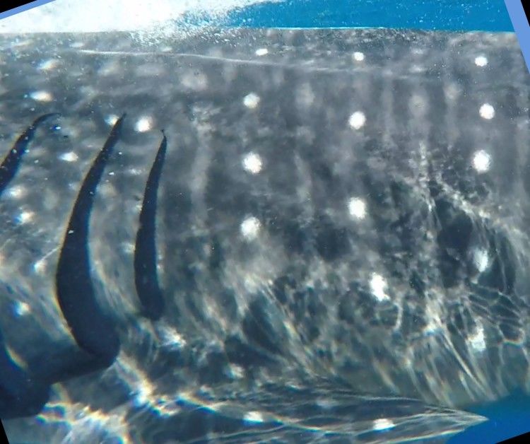 e345c585-94c7-425d-8509-cf14c2e16722