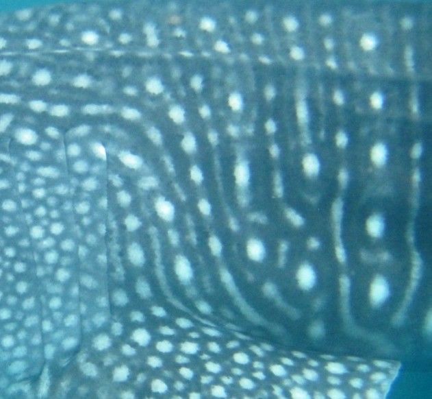 253defa4-6320-43d3-90b6-a1be95acc1f4