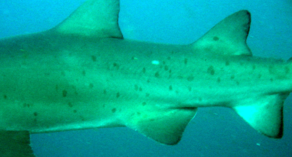 0ea7aa26-17bf-457d-a48b-d4c637c3e97d