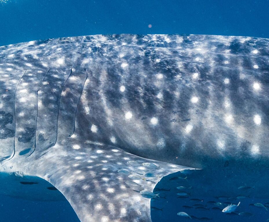 d24607f1-dc70-4998-b9b9-664cc08e46cd