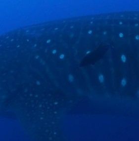 f4b51e0a-89e2-4a73-a4f7-223a06791df0