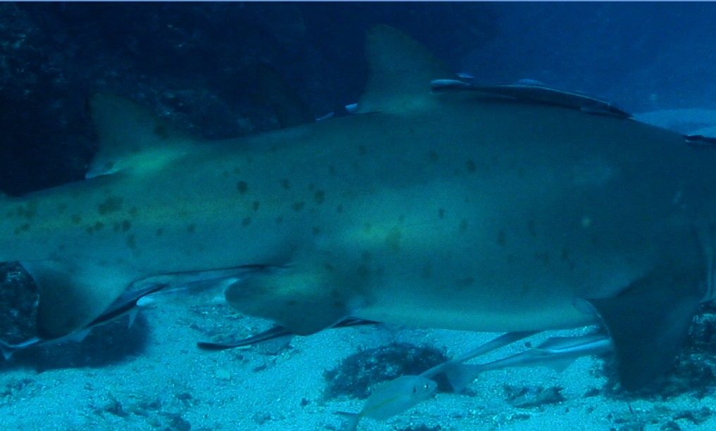 f539ac1e-55a4-4f66-8e86-65e23c9bd037