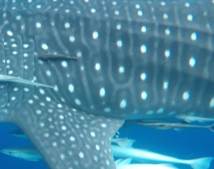 a8f931d8-268b-49c5-8526-d272f5ccb994