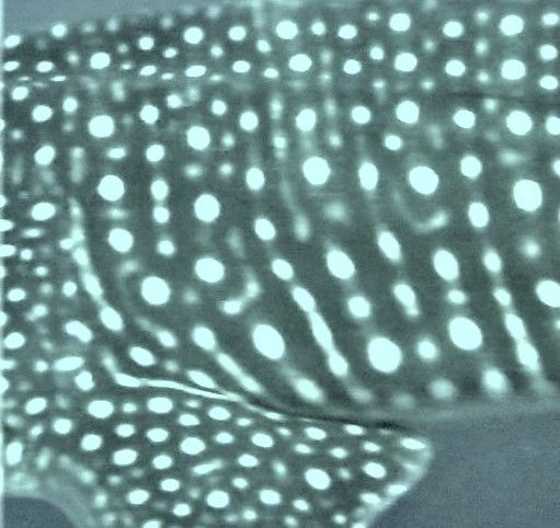 d8a94ae9-fb38-49be-9efb-bb8d69c3191a