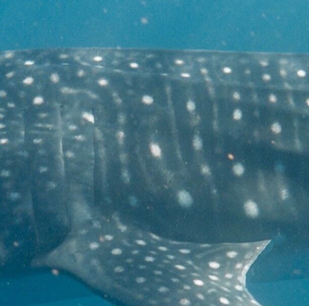 e0d6ed5a-3aa2-492f-9e2e-775b97e12589