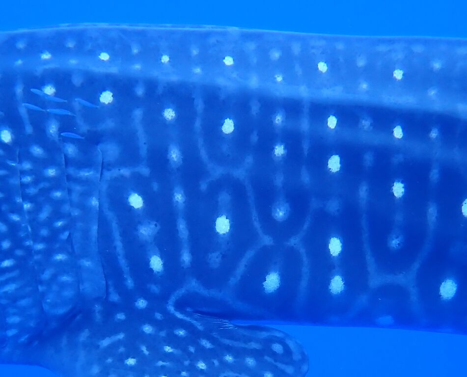 85731b18-bd63-407a-b381-a311ee105a78