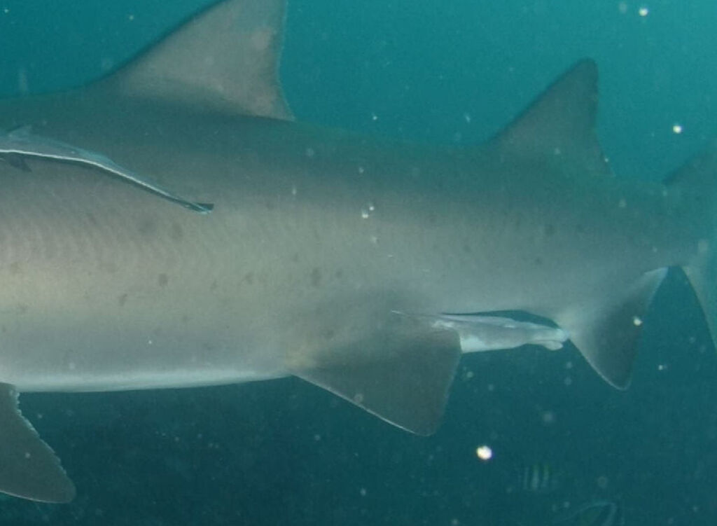 252f4b0d-e0d1-4847-8677-d16f5f13a687