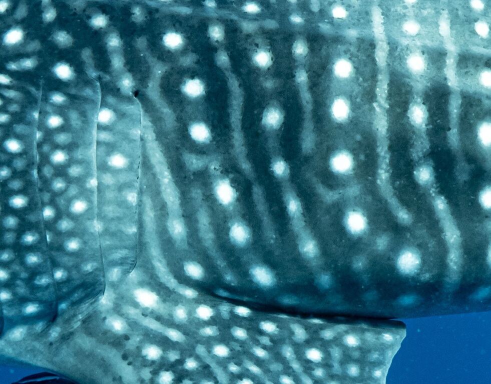 5277c851-296b-4aec-9b01-17c598a509b0