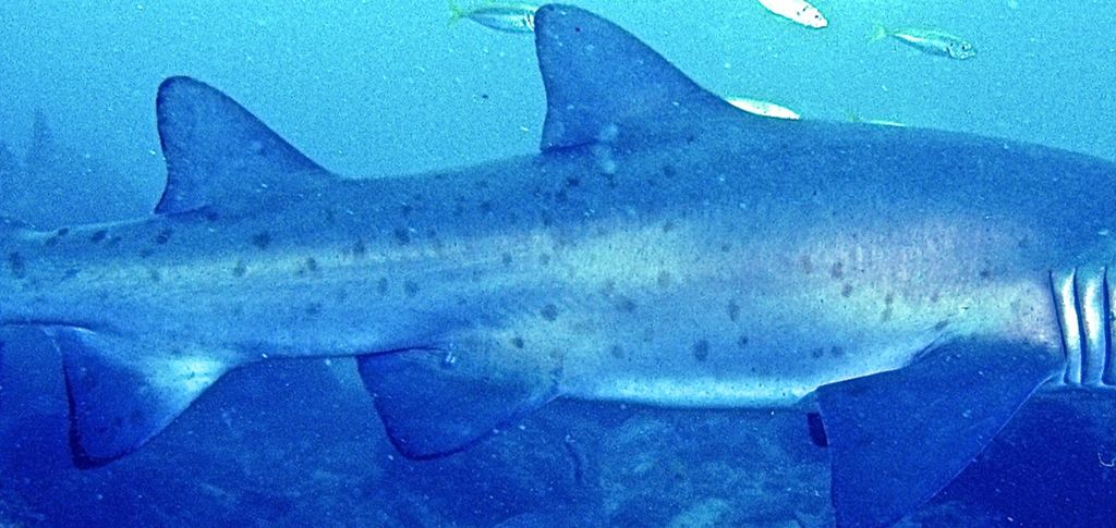 1e7ecb99-f27d-45a2-b183-d7d977414948