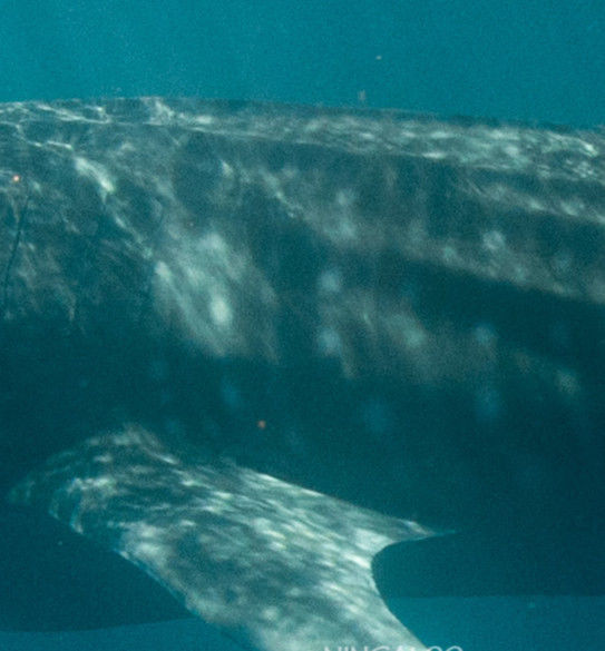 4621c191-e9c7-4570-92a4-b99375645975